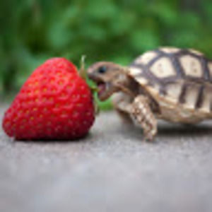 Meet your Posher, Seve